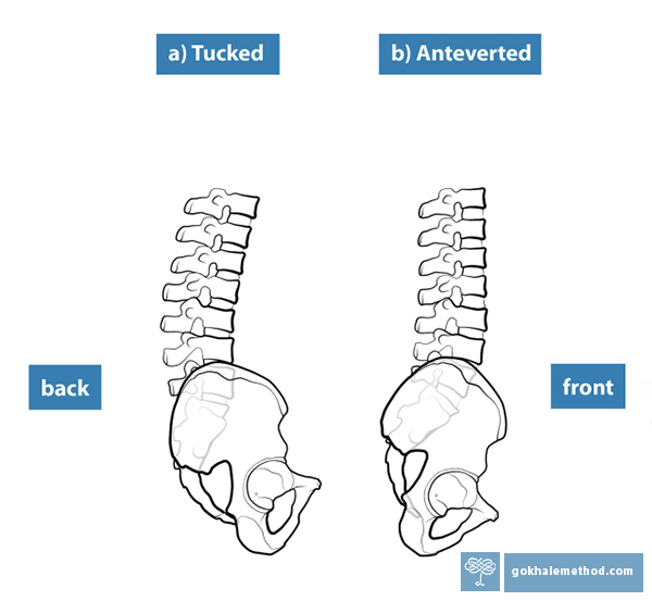 Drawing of a tucked pelvis and an anteverted pelvis, with lumbar vertebrae